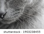cat nose whiskers background gray
