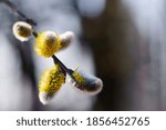 willow blossoms with yellow fluffy flowers. Close up of Goat willow blossom, yellow pollen covered catkins, spring willow blossom causing allergy. Buds of the willow blossom in Easter spring time.