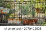 Small photo of old rusty iron gate with a deadbolt. old rusty iron. rusty grungy old metal texture for use as a background in various designs. vintage style. texture old rusty iron for background and text. close-up