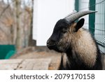 Black Goat Portrait Close Up....