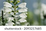 Physostegia. White Flowers Of...