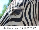 Zebra Eye Closeup  In Zoo