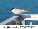 An Adult Foster's Tern On The...