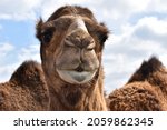 Small photo of One-humped Arabian camel (Camelus dromedarius, dromedary) looking at the reader with its shiny cute dark eyes with long lashes in background of backs and humps of its congeners. Close up portrait
