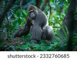 Adult male gorilla in the...
