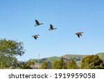 Several Canadian Geese Fly Over ...