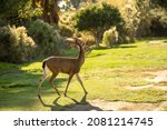 Small photo of California Mule Deer (Odocoileus hemionus californicus) walking in the field. Beautiful deer in its natural habitat.