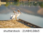 Two White American Pelicans Sit ...