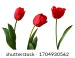 Red Tulips Isolated On White...