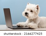 Small photo of Dog breed west highland white terrier, working at a computer. High quality photo