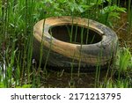 Small photo of An old dirty discarded car tire lies in a swamp among swamp plants