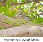 Small photo of A tired squirrel lies on a branch. squirrel is resting. A small gray squirrel on a branch of tree.eautiful wild gray squirrels eating. Young squirrel sitting on the tree. Eurasian gray squirrels.