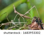 False Stick Bug  Proscopiidae ...