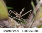False Stick Bug  Proscopiidae ...