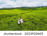 top view of tea plantations and a couple in love in white on the island of Mauritius, Mauritius.