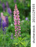 Pinky Lupin Flowering Plant On...