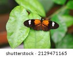 Small photo of Dorsal View of Postman Butterfly on Green Leaf. Neotropical Insect Common Postman (Heliconius Melpomene).