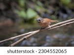 Small photo of grey-throated babbler is a species of passerine bird in the Old World babbler family Timaliidae. It is found in Bangladesh, Bhutan, China, India, Indonesia, Laos, Malaysia, Myanmar and Nepal.