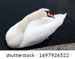 Swan at a sea in Berlin
