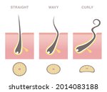 cross section of hair types.... | Shutterstock .eps vector #2014083188