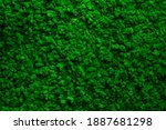 Decorative green  moss used for interior design as creative background, decoration of modern living and office spaces, natural texture of reindeer moss. Wall with lichen Cladonia rangiferina