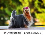 Beautiful yorkshire terrier stands with a pink bow. The wind blows long hair. Blurred background