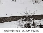 Small photo of Solang Nullah, Himachal Pradesh, India - March 12, 2020: Close up of a snow laden tree with a small bird in a remote village