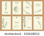 mimosa flower  leaves mimosa... | Shutterstock .eps vector #310628012