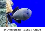 Blue Triggerfish On An Isolated ...