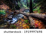 Autumn Forest River Creek...