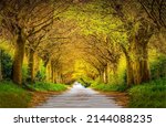 Tree Tunnel Road. A Road In The ...