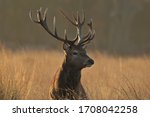 Red deer in autumn colours