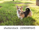 Cheerful welsh corgi cardigan on green grass lawn on a walk in the park in summer