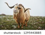 North Mountain Wild Goat With...