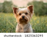 cute beautiful dog yorkshire terrier on the walk in the park with flowers
