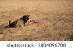 Small photo of Cheetah, guepard eats meat carcass is on the wild autumn, winter savannah. Wild animals in nature. Wildlife safari in South Africa. Travel postcard. Acinonyx jubatus