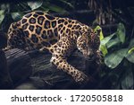 Jaguar  Panthera Onca....