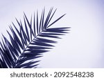 Tropical real leaf of palm tree ...
