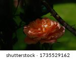 Close Up Of A Peach Rose