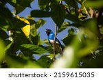 Small photo of GOIANIA GO BRAZIL - MAY 22 2022: A blue colored bird, perched on a branch of a tree, eating a blackberry. Sai-andorinha macho (Tersina viridis).