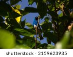 Small photo of GOIANIA GO BRAZIL - MAY 22 2022: A blue colored bird perched on a branch of a leafy tree. Swallow Tanager (Tersina viridis). Sai-andorinha macho.