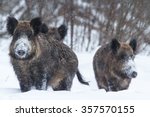 Group of wild boars (Sus scrofa) listening to noise in snowy forest, Belogorie reserve, southern Russia
