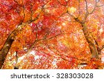 Maple Tree In Autumn In Korea.
