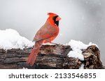 Male Northern Cardinal On A Log ...
