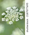 Queen Anne's Lace Growing Wild...