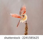 Female northern cardinal in flight with snow.