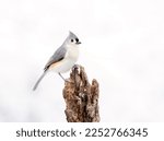 Tufted titmouse perched with a winter background.