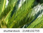 Leaves Of Cycas. Close Up....