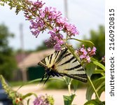 Scarce Swallowtail Butterfly On ...