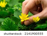 The girl's hand plucks a small yellow flower. First spring flowers. Early spring